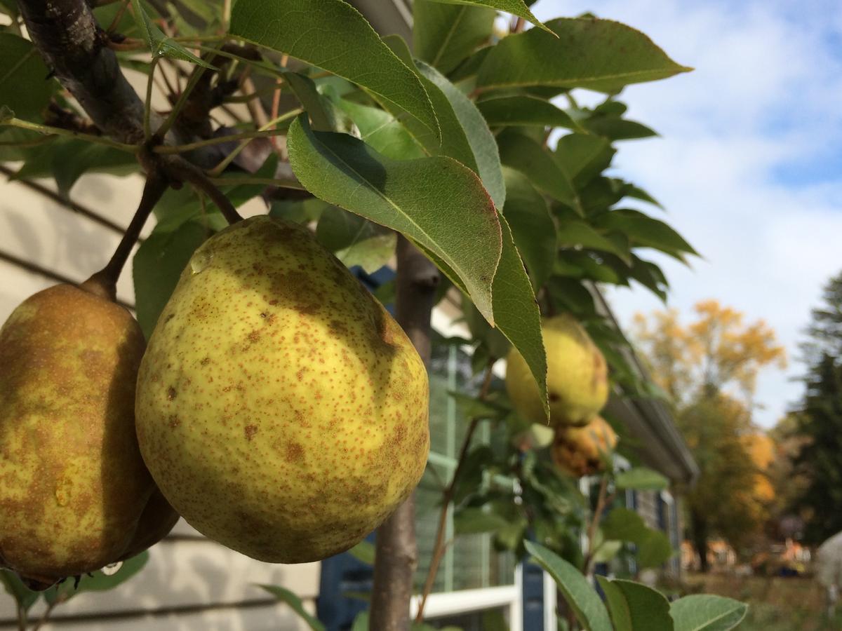 Three-Bedroom House- Creekside,1614808287:JPEG