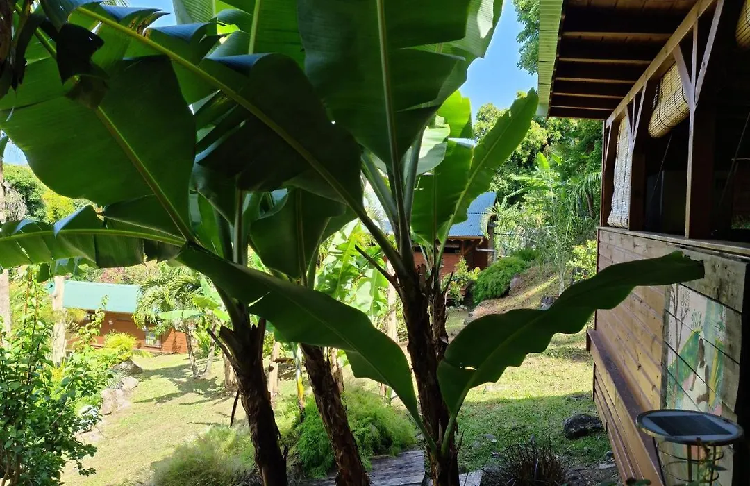Les Bananes Vertes-1