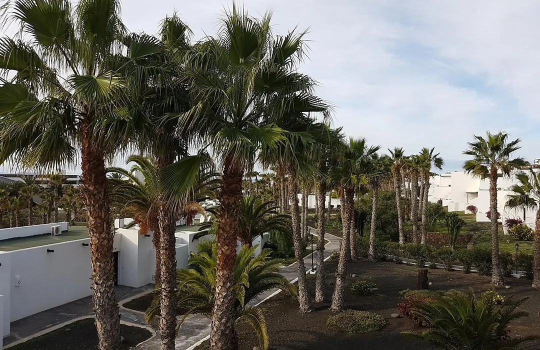 Palmeras Garden-1