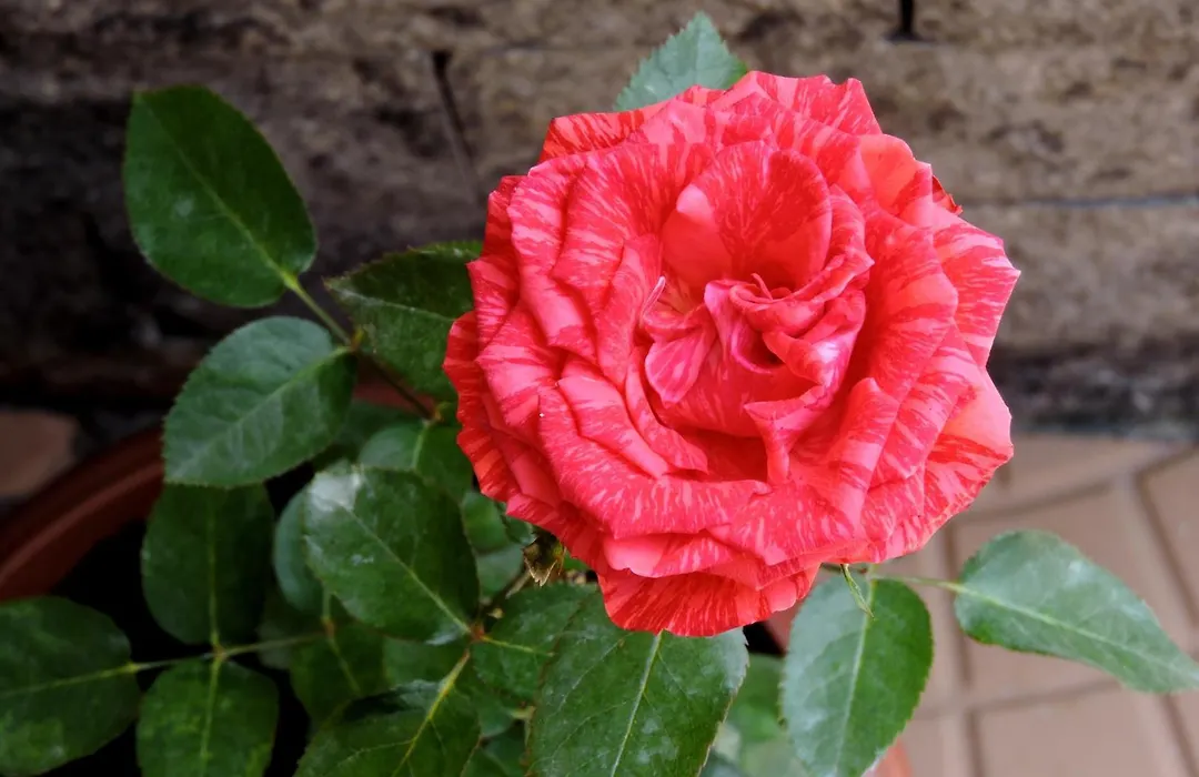 Pousada Pedra Rosa-1