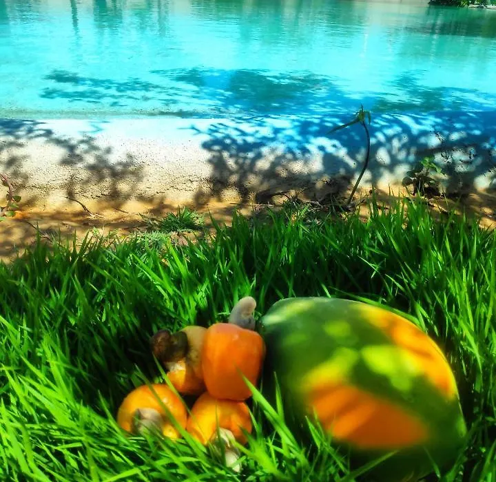 Anacardium-1