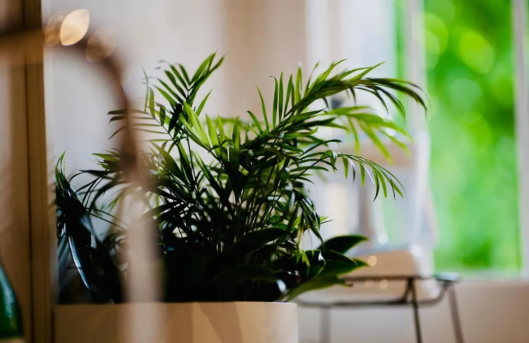 Plant House Roma Eur-1