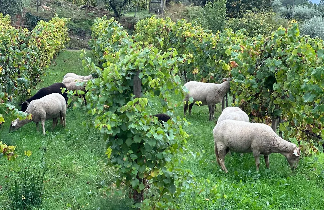 Quinta Da Moita Agroturismo-1