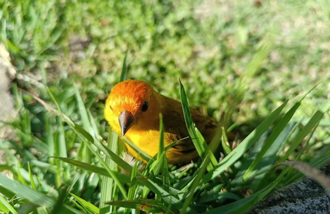 Pousada Toca dos Coelhos - Ambiente Familiar, Natureza e Terapias-1