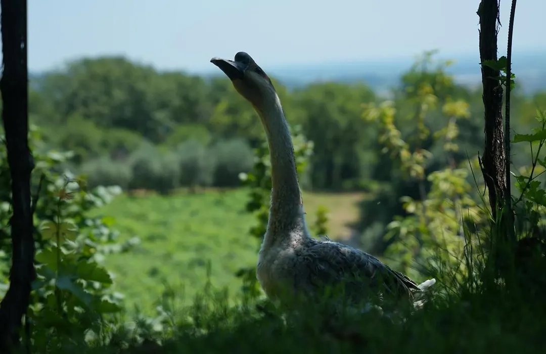 Agriturismo Ai Dossi-1