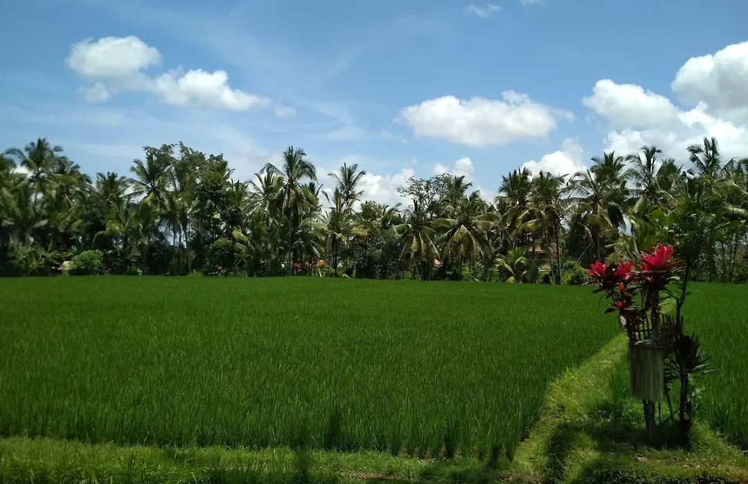 Junjungan Ubud Hotel And Spa-1