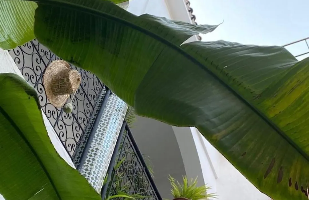 Riad Sijane-1