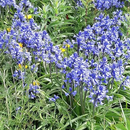 The Bluebell Guest House-2