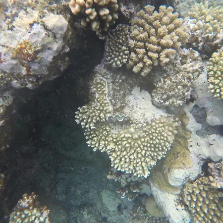 Star Of Dahab Hotel-3