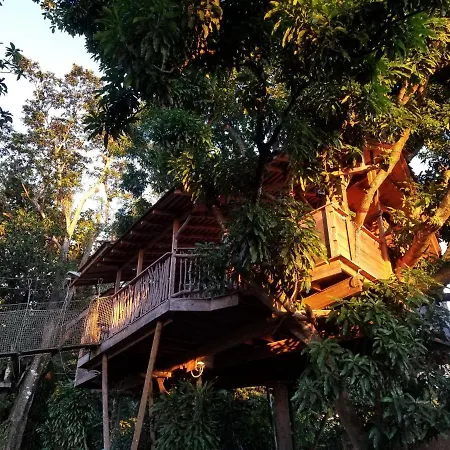 Les Bananes Vertes-2