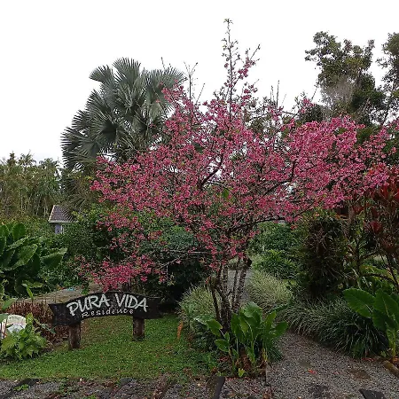 Pura Vida Residence-2