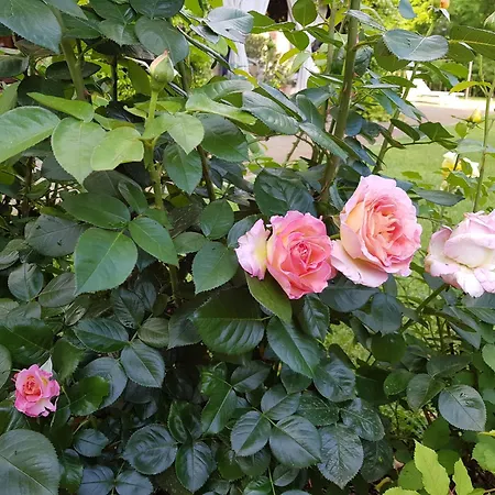 La Villa delle Rose-3