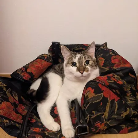 Sweet Home&Sweet Cats&Fast internet-2