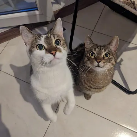Sweet Home&Sweet Cats&Fast internet-3