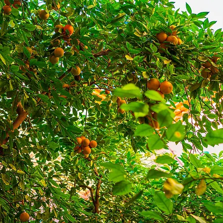 Riad Louaya-3