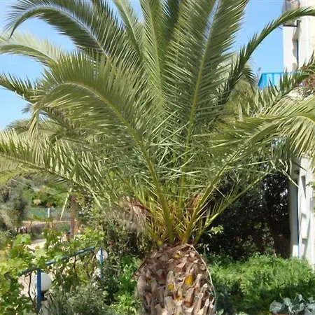 Creta Sun Hotel Studios-2