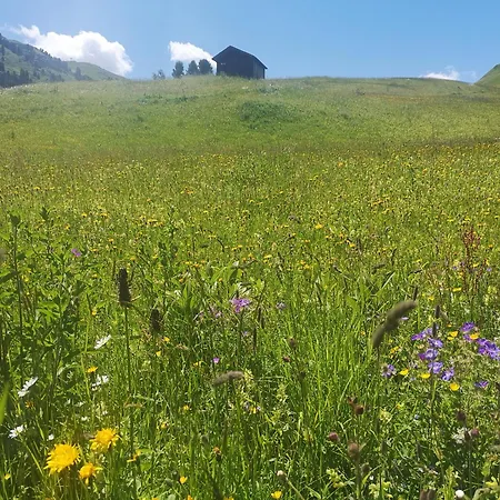 Apart-Wolf-Arlberg-3