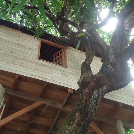 Casa na Árvore-2