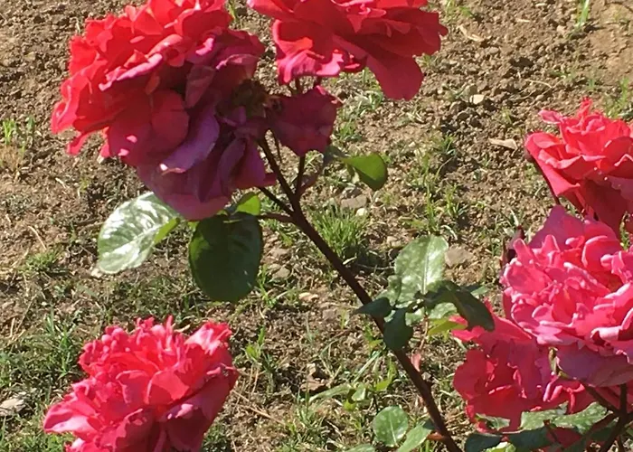 Boutique B&B Adema Agropoli