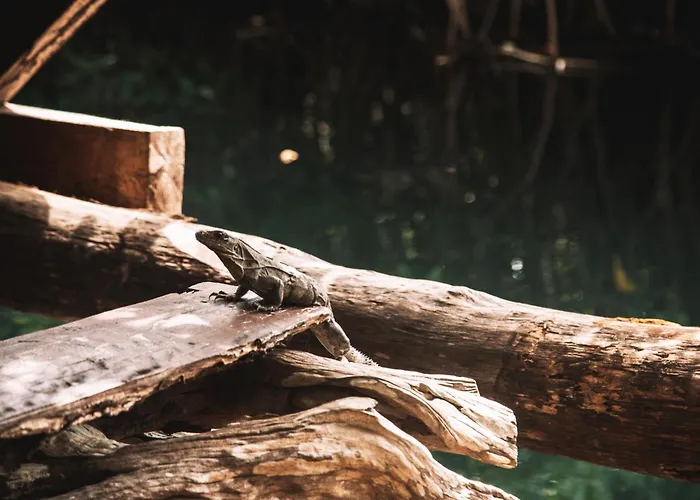 Uman Glamping & Cenote Tulum