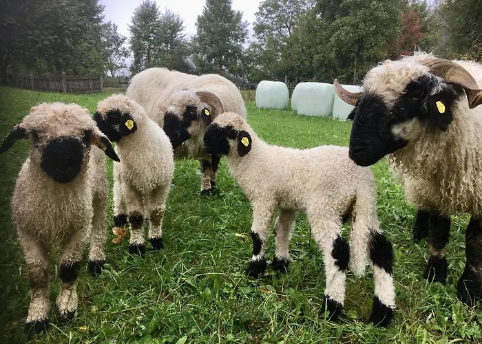 Hotel Haus Schuchter Pfunds