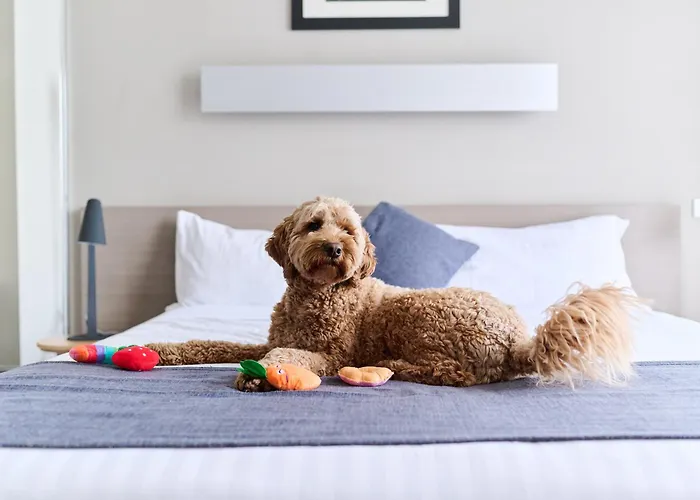 Pet friendly Abode Gungahlin Aparthotel Canberra