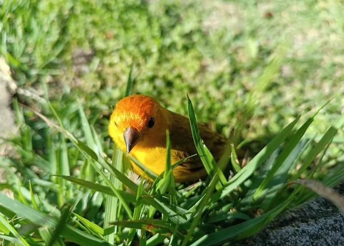 Pousada Toca Dos Coelhos - Ambiente Zen, Natureza E Terapias Carrancas privado