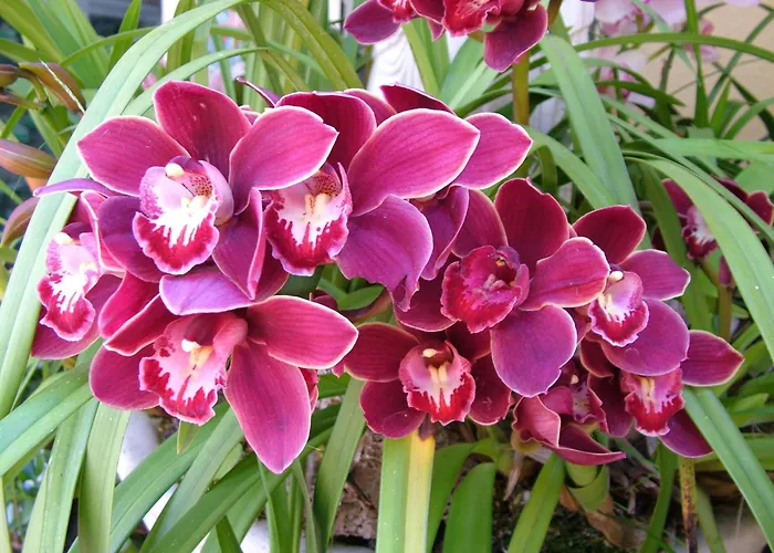 Romantikhotels in Ischia