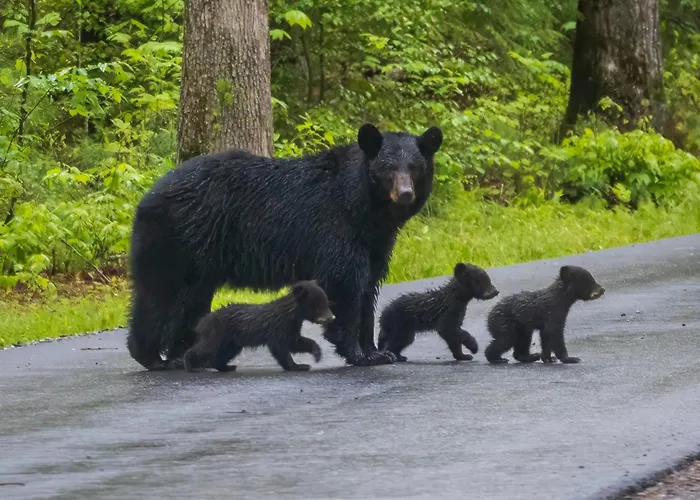 Lazy Bear Lodge, Hot Tub, Resort Pool, Wifi, 1089 Free Tickets Each Paid Day, Dollywood And More Gatlinburg