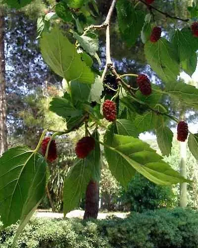 B&B Il Vecchio Gelso Palinuro