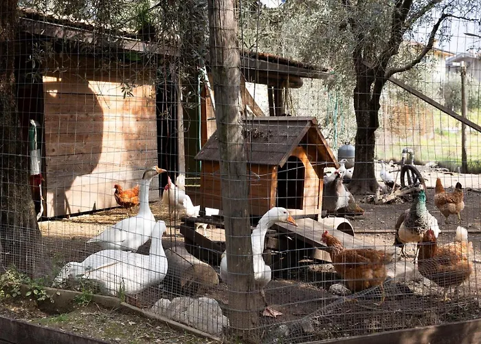 Agritur Fiore d'Ulivo Riva del Garda con Piscina