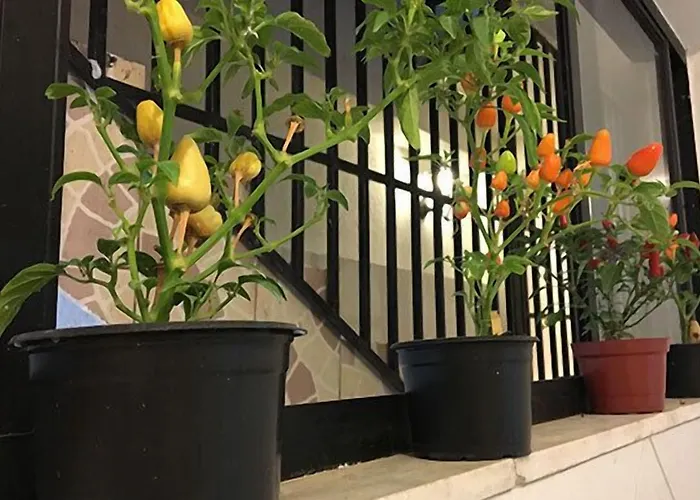 Cambada Hostel Fortaleza