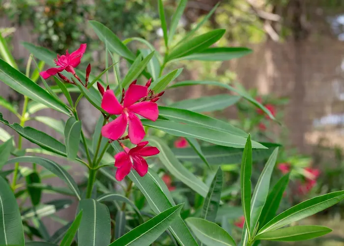 Quercesecca