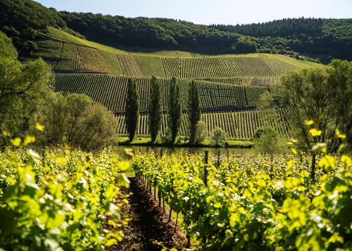 Ferienwohnung Weingut Claes Schmitt Erben Trittenheim