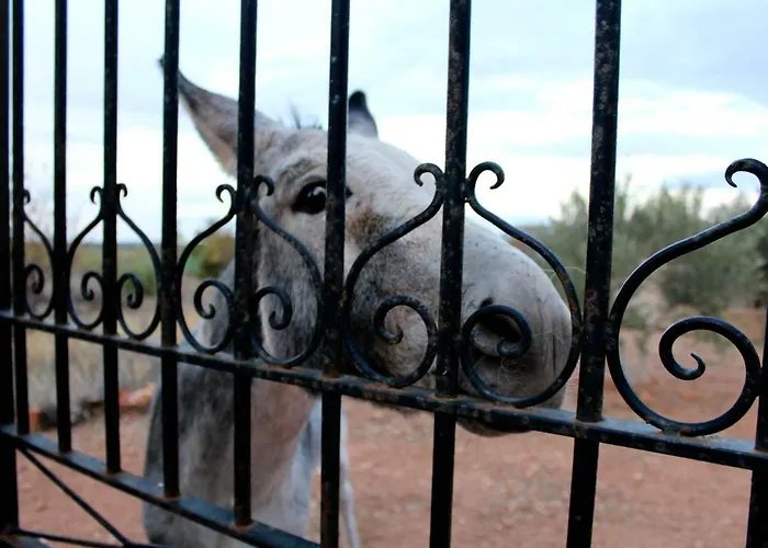 Casas Rurales el Palomar Ossa de Montiel admite animales