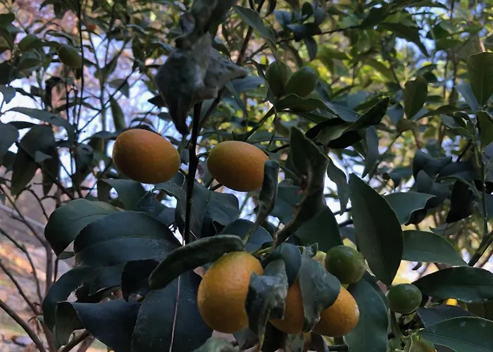 Appartamenti La Pineta Marina dʼMarina dʼAndora