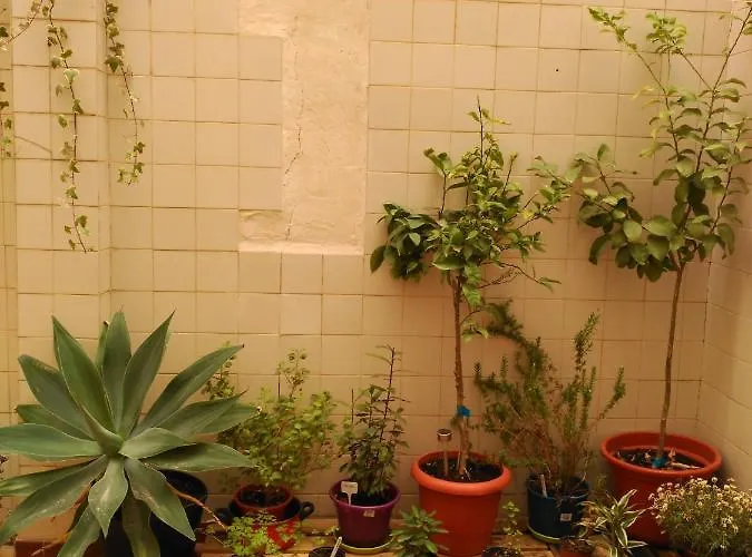 Como En Casa Alicante admite animales